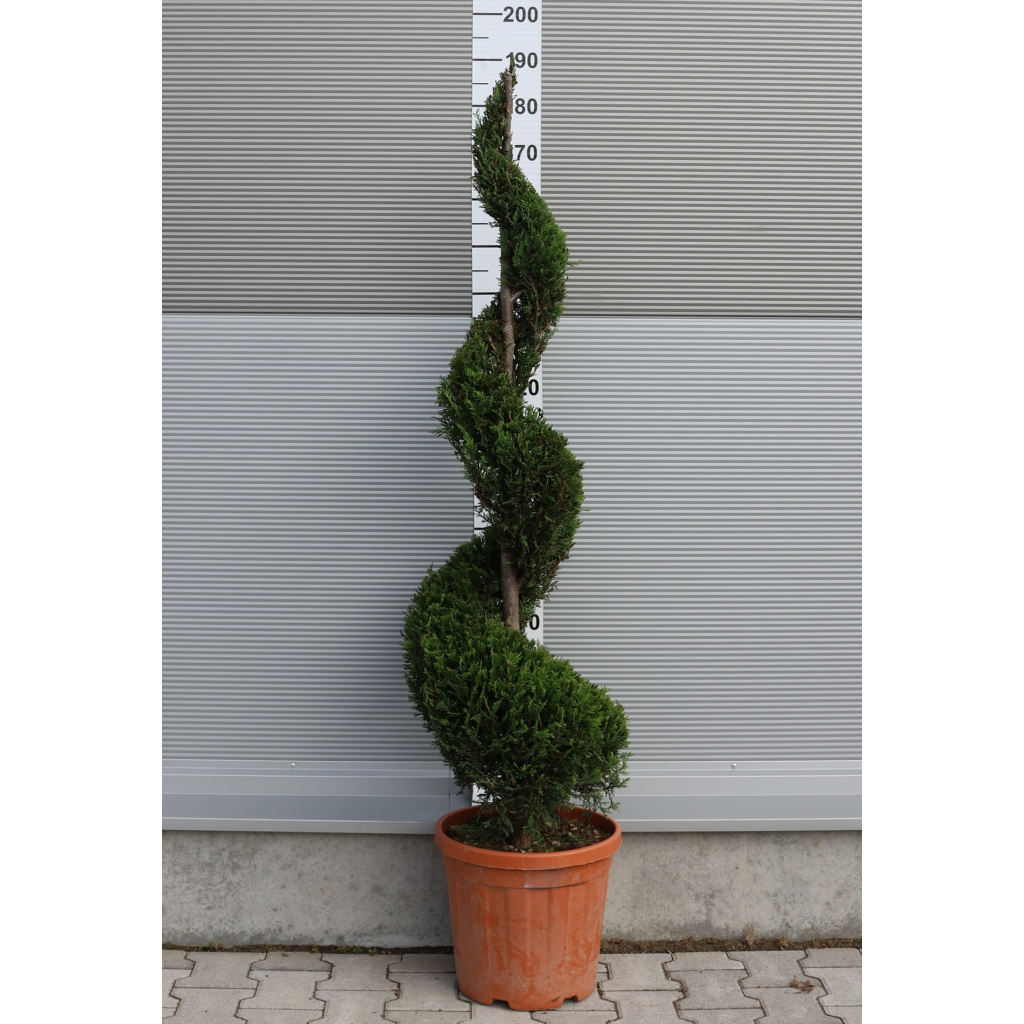 LEYLANDI CIPRUS CASTLEWELLAN GOLD SPIRÁL 140 CM- CUPRESSOCYPARIS LEYL. CASTLEWELLAND GOLD SPIRALE