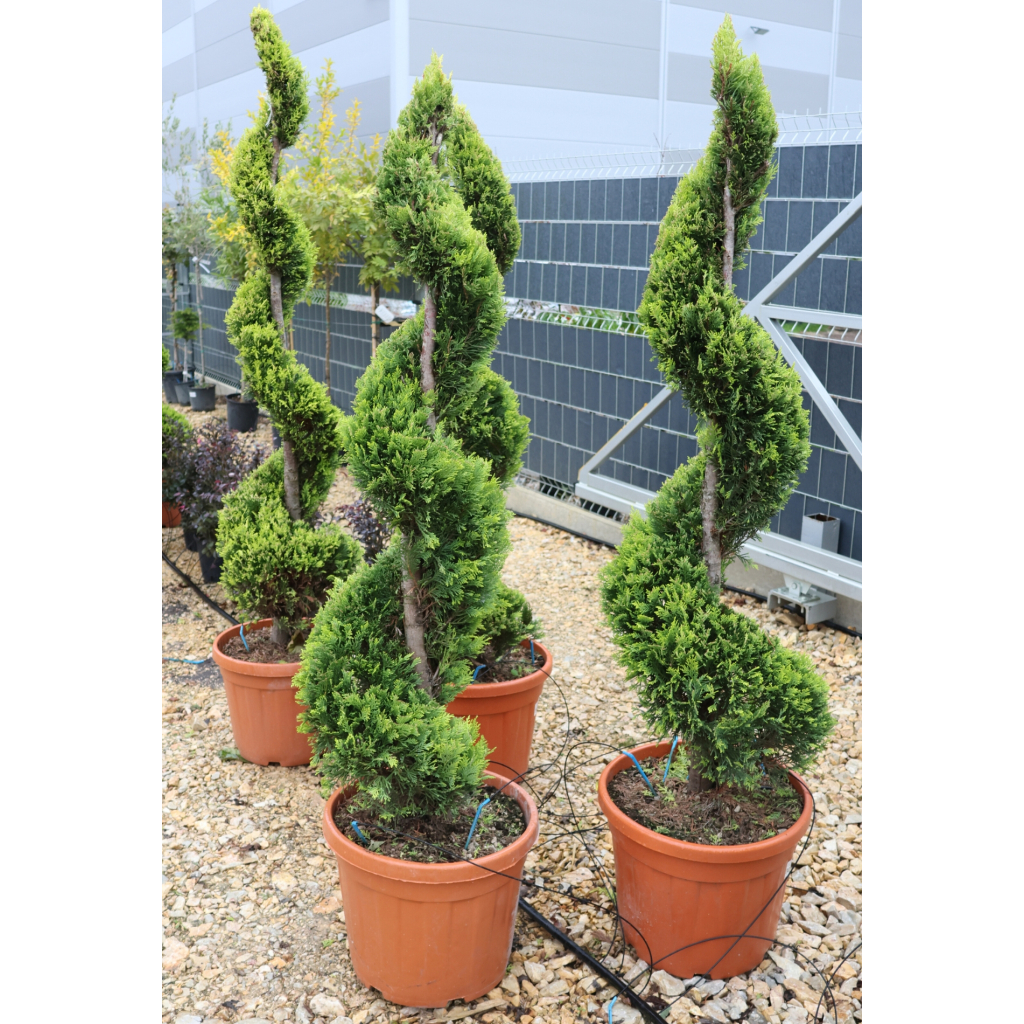 LEYLANDI CIPRUS GOLD RIDER SPIRÁL 140 CM- CUPRESSOCYPARIS LEYLANDII GOLD RIDER SPIRALE