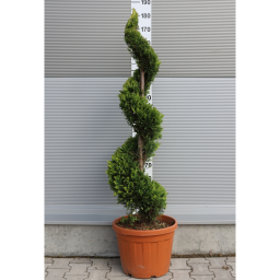 LEYLANDI CIPRUS GOLD RIDER SPIRÁL 140 CM- CUPRESSOCYPARIS LEYLANDII GOLD RIDER SPIRALE
