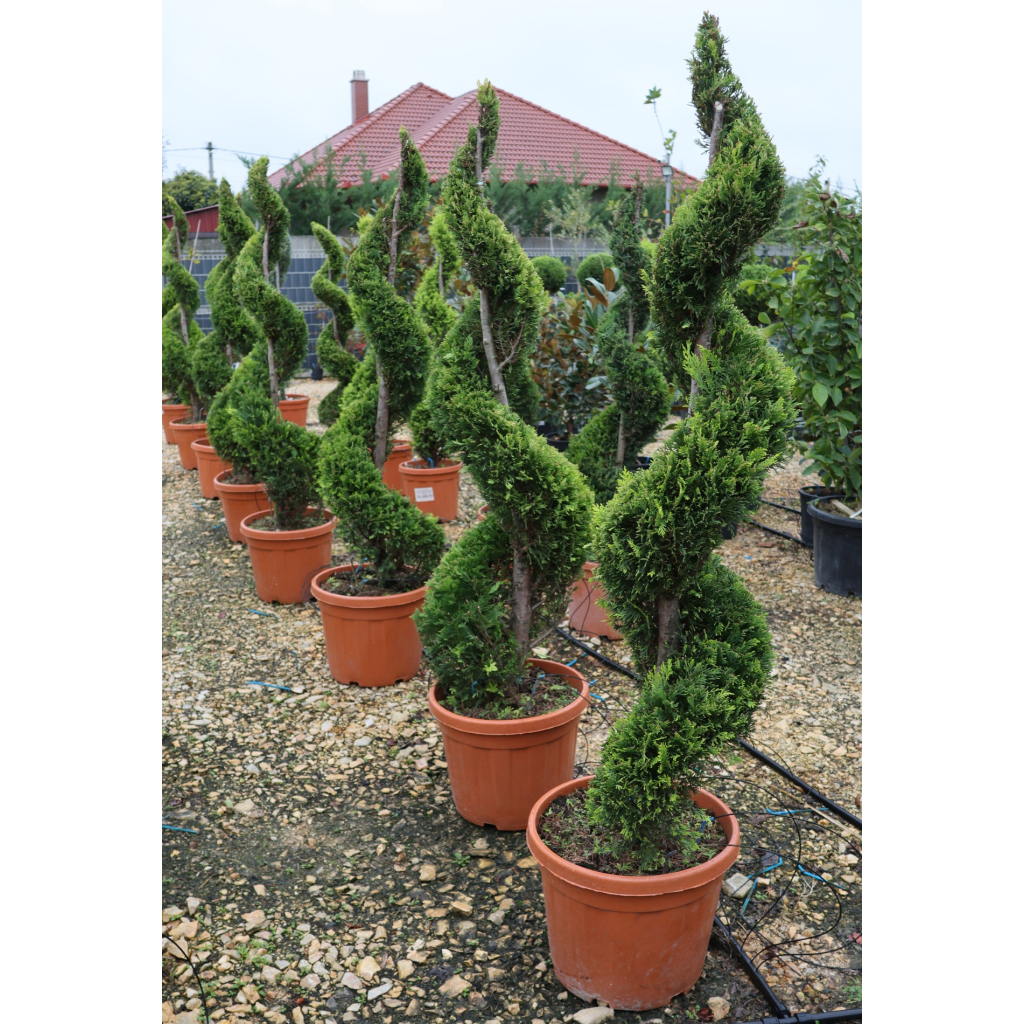 LEYLANDI CIPRUS GOLD RIDER SPIRÁL 150 CM- CUPRESSOCYPARIS LEYLANDII GOLD RIDER SPIRALE