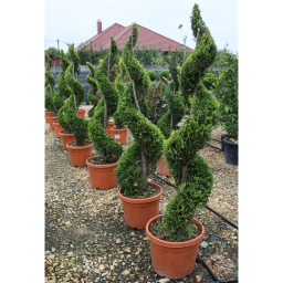 LEYLANDI CIPRUS GOLD RIDER SPIRÁL 150 CM- CUPRESSOCYPARIS LEYLANDII GOLD RIDER SPIRALE