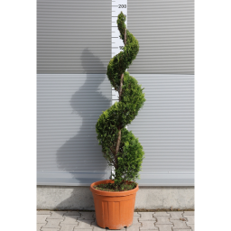 LEYLANDI CIPRUS GOLD RIDER SPIRÁL 150 CM- CUPRESSOCYPARIS LEYLANDII GOLD RIDER SPIRALE