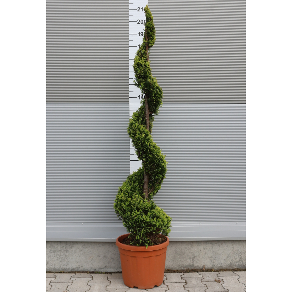 LEYLANDI CIPRUS GOLD RIDER SPIRÁL 160 CM- CUPRESSOCYPARIS LEYLANDII GOLD RIDER SPIRALE