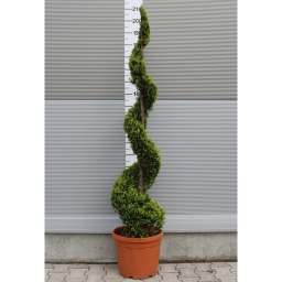 LEYLANDI CIPRUS GOLD RIDER SPIRÁL 160 CM- CUPRESSOCYPARIS LEYLANDII GOLD RIDER SPIRALE