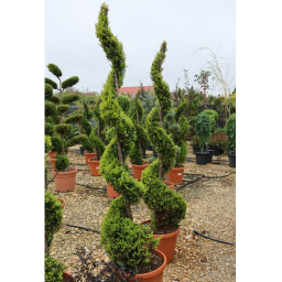 LEYLANDI CIPRUS GOLD RIDER SPIRÁL 160 CM- CUPRESSOCYPARIS LEYLANDII GOLD RIDER SPIRALE