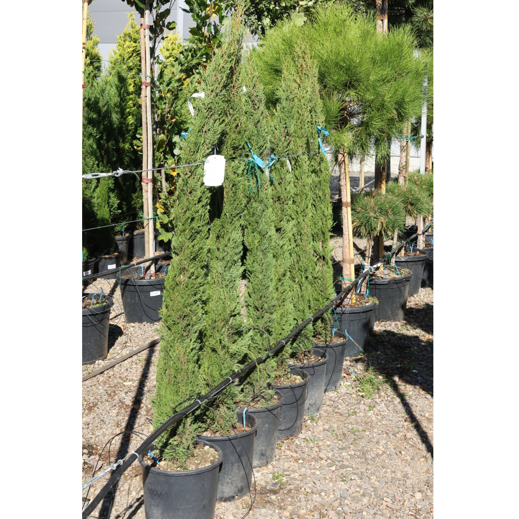 EURÓPAI CIPRUS 150/175 CM-CUPRESSUS SEMPERVIRENS PYRAMIDALIS