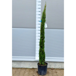 EURÓPAI CIPRUS 150/175 CM-CUPRESSUS SEMPERVIRENS PYRAMIDALIS