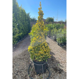 SÁRGATARKA KECSKERÁGÓ BOKOR 30L- EUONYMUS JAPONICUS AUREA