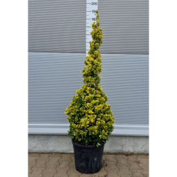 SÁRGATARKA KECSKERÁGÓ BOKOR 30L- EUONYMUS JAPONICUS AUREA