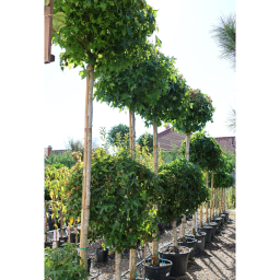 AMERIKAI ÁMBRAFA GUMBALL 8/10-LIQUIDAMBAR STYRACIFLUA GUMBALL 8/10