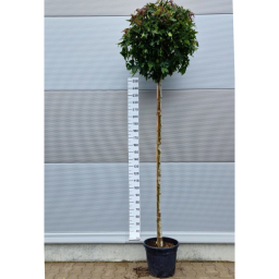 AMERIKAI ÁMBRAFA GUMBALL 8/10-LIQUIDAMBAR STYRACIFLUA GUMBALL 8/10