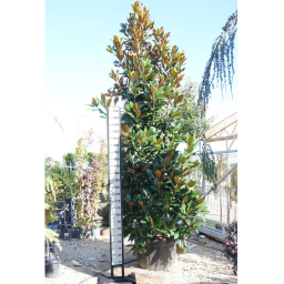 MAGNOLIA BOKOR 300/350 CM-MAGNOLIA GRANDIFLORA GALLISONIENSIS