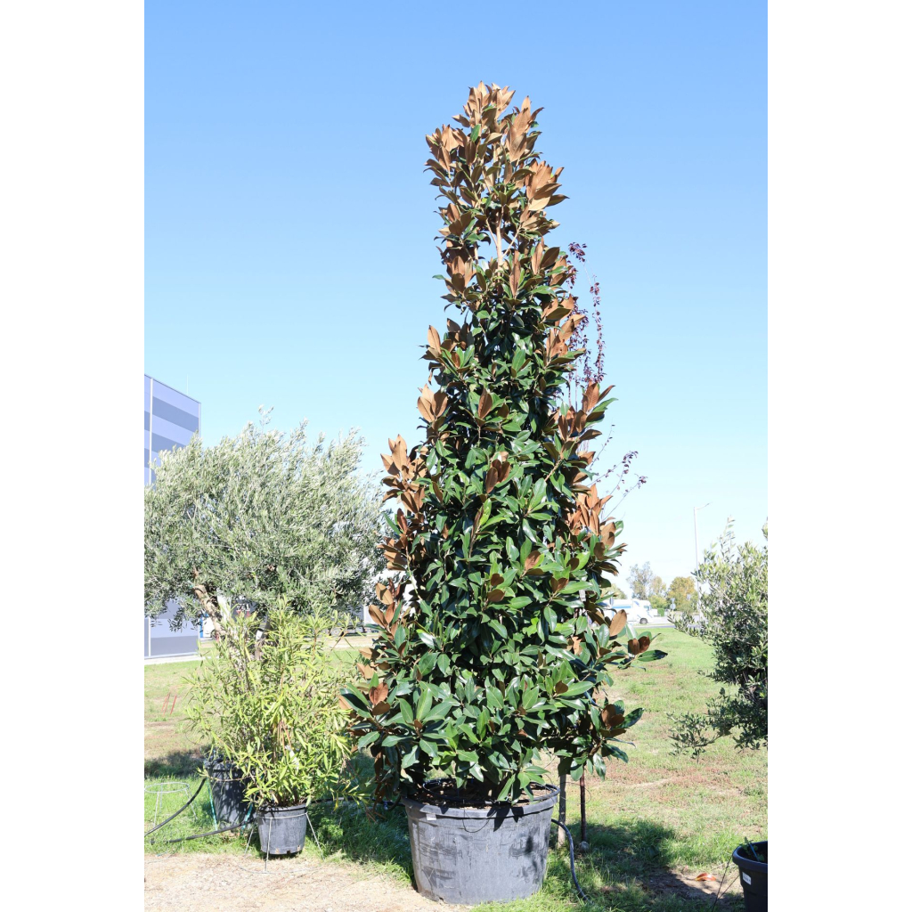 MAGNOLIA BOKOR 300/350 CM-MAGNOLIA GRANDIFLORA GALLISONIENSIS