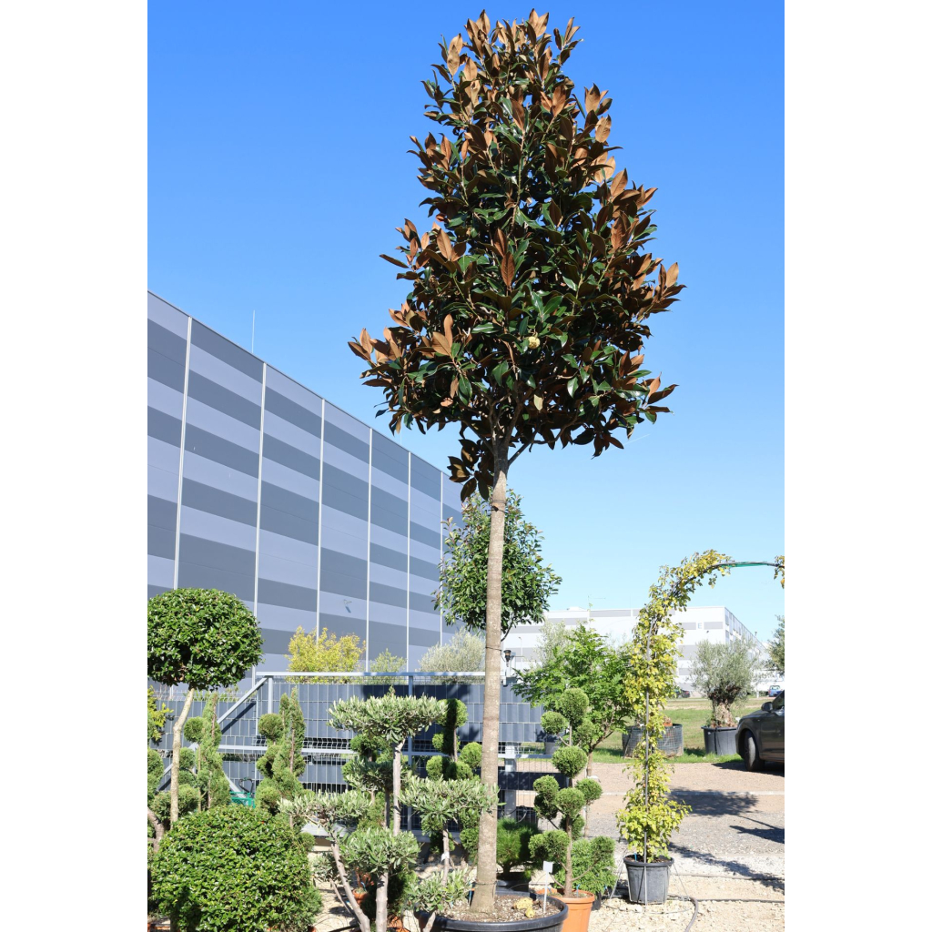 ÖRÖKZÖLD MAGNÓLIA FA- MAGNOLIA GRANDIFLORA GALLISONIENSIS