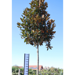 ÖRÖKZÖLD MAGNÓLIA FA- MAGNOLIA GRANDIFLORA GALLISONIENSIS