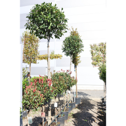 KORALLBERKENYE FA 10/12- PHOTINIA FRASERI RED ROBIN
