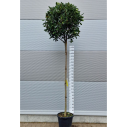 KORALLBERKENYE FA 10/12- PHOTINIA FRASERI RED ROBIN