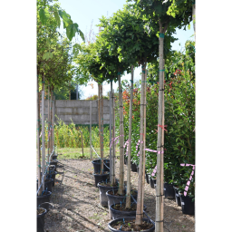 MOCSÁRI GÖMB TÖLGY- QUERCUS PALUSTRIS GREEN DWARF