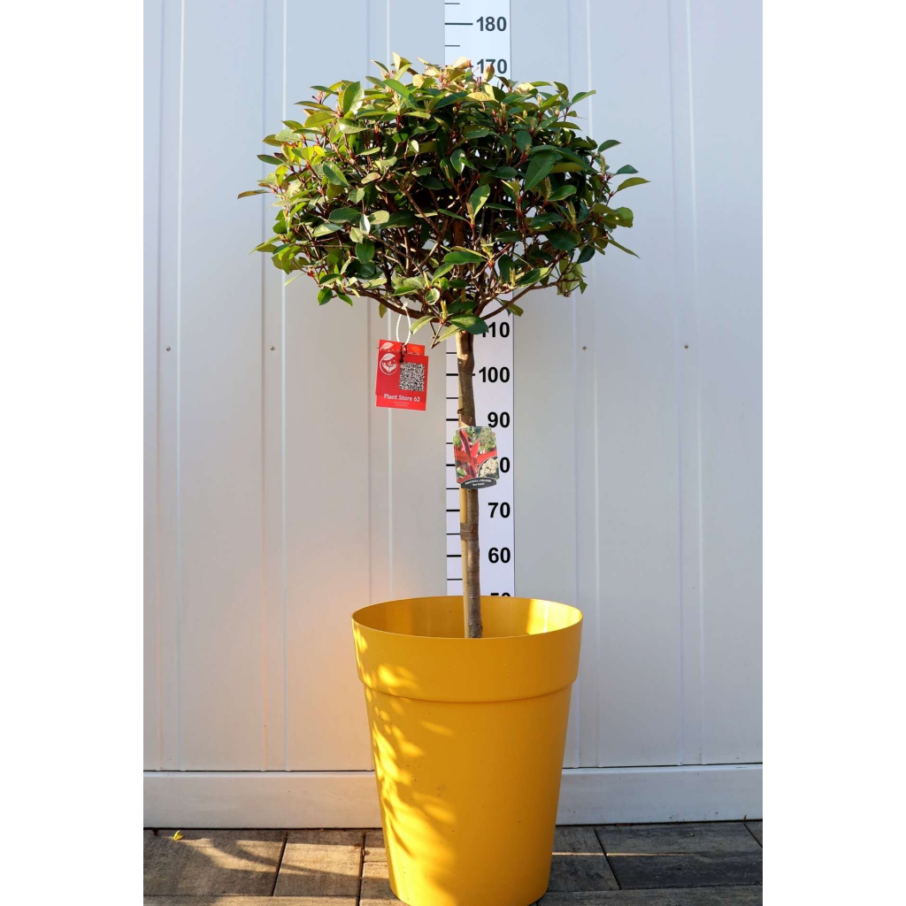 KORALLBERKENYE TÖRZSES-PHOTINIA FRASERI RED ROBIN