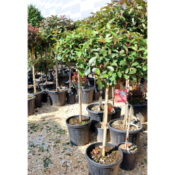 KORALLBERKENYE TÖRZSES-PHOTINIA FRASERI RED ROBIN