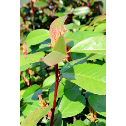 KORALLBERKENYE TÖRZSES-PHOTINIA FRASERI RED ROBIN