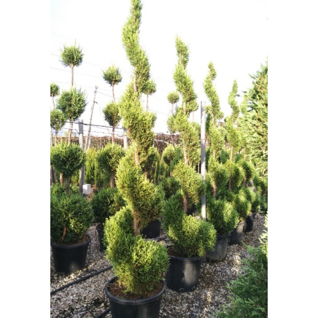 LEYLANDI SPIRÁL 230 CM- CUPRESSOCYPARIS LEYLANDII