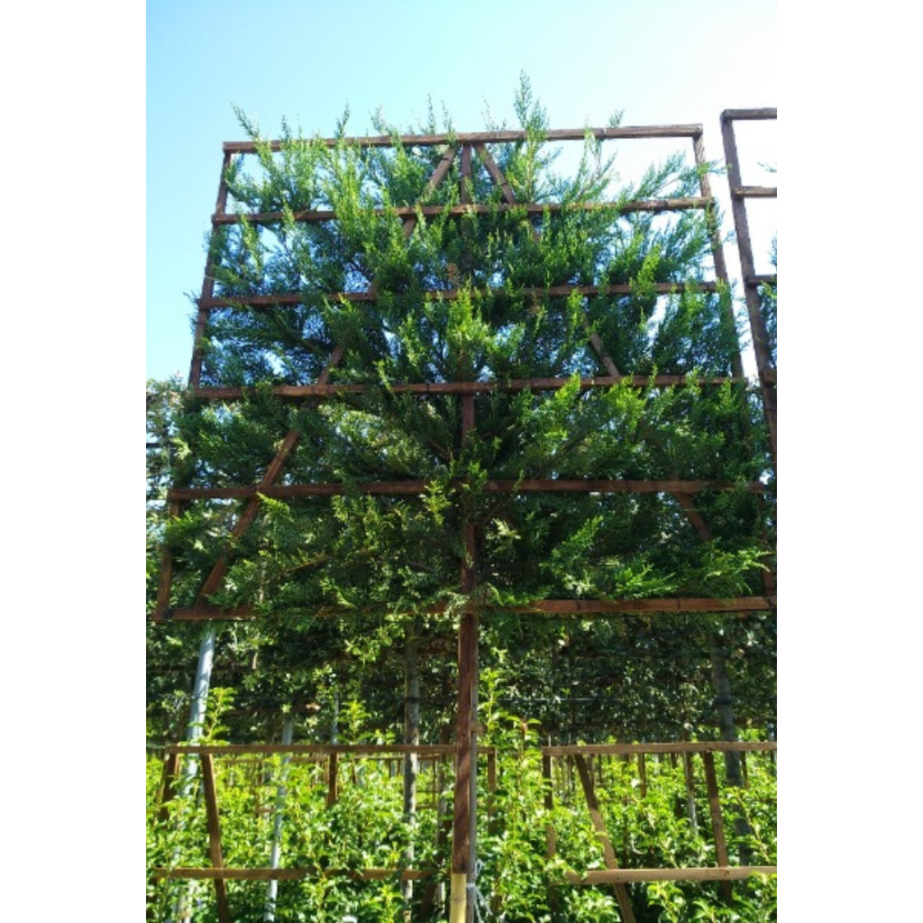 LEYLANDI CIPRUS PANEL FA 150X150-CUPRESSOCYPARIS LEYLANDII 150X150