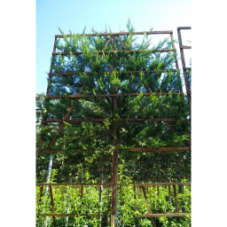 LEYLANDI CIPRUS PANEL FA 150X150-CUPRESSOCYPARIS LEYLANDII 150X150