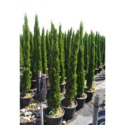 EURÓPAI CIPRUS TOTEM 30L-CUPRESSUS SEMPERVIRENS TOTEM