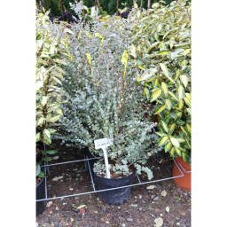 EUKALIPTUSZ BOKOR 12L-EUCALYPTUS IN VARIETA’ BUSH