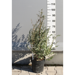EUKALIPTUSZ BOKOR 12L-EUCALYPTUS IN VARIETA’ BUSH