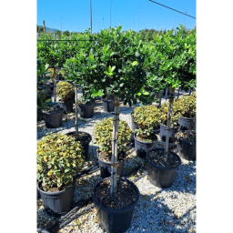 MAGYAL NELLIE R. STEVENS 1/2-ILEX MUTCHAGARA NELLIE R.STEVENS