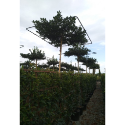 MAGYAL ESERNYŐFA- ILEX MUTCHAGARA NELLIE R. STEVENS