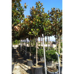 ÖRÖKZÖLD MAGNÓLIA FA 12/14-MAGNOLIA GRANDIFLORA GALLISONIENSIS