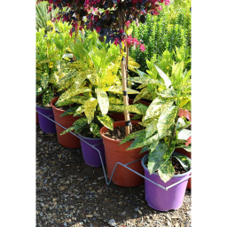 JAPÁN BABÉRSOM 3L- AUCUBA JAPONICA GOLDEN KING