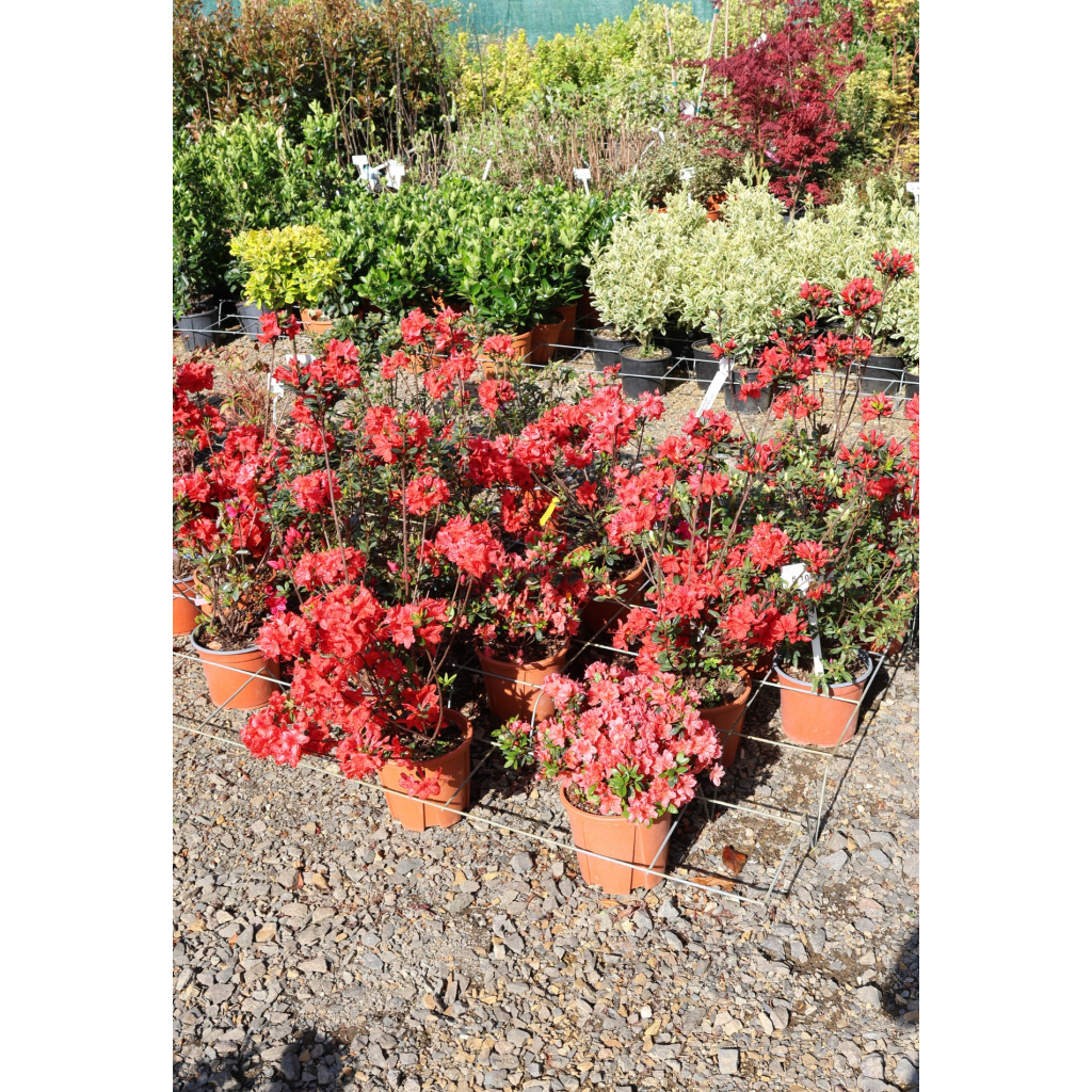 JAPÁN AZÁLEA 3L- AZALEA JAPONICA BUSH