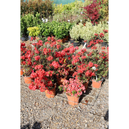 JAPÁN AZÁLEA 3L- AZALEA JAPONICA BUSH