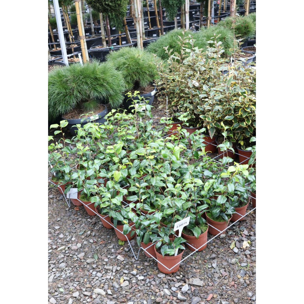 JAPÁN KAMÉLIA 3L-CAMELLIA JAPONICA IN VARIETA