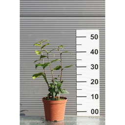 JAPÁN KAMÉLIA 3L-CAMELLIA JAPONICA IN VARIETA