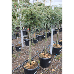 CSÜNGŐ HIMALÁJAI CÉDRUS 20L- CEDRUS DEODARA PENDULA 1/2 STANDARD