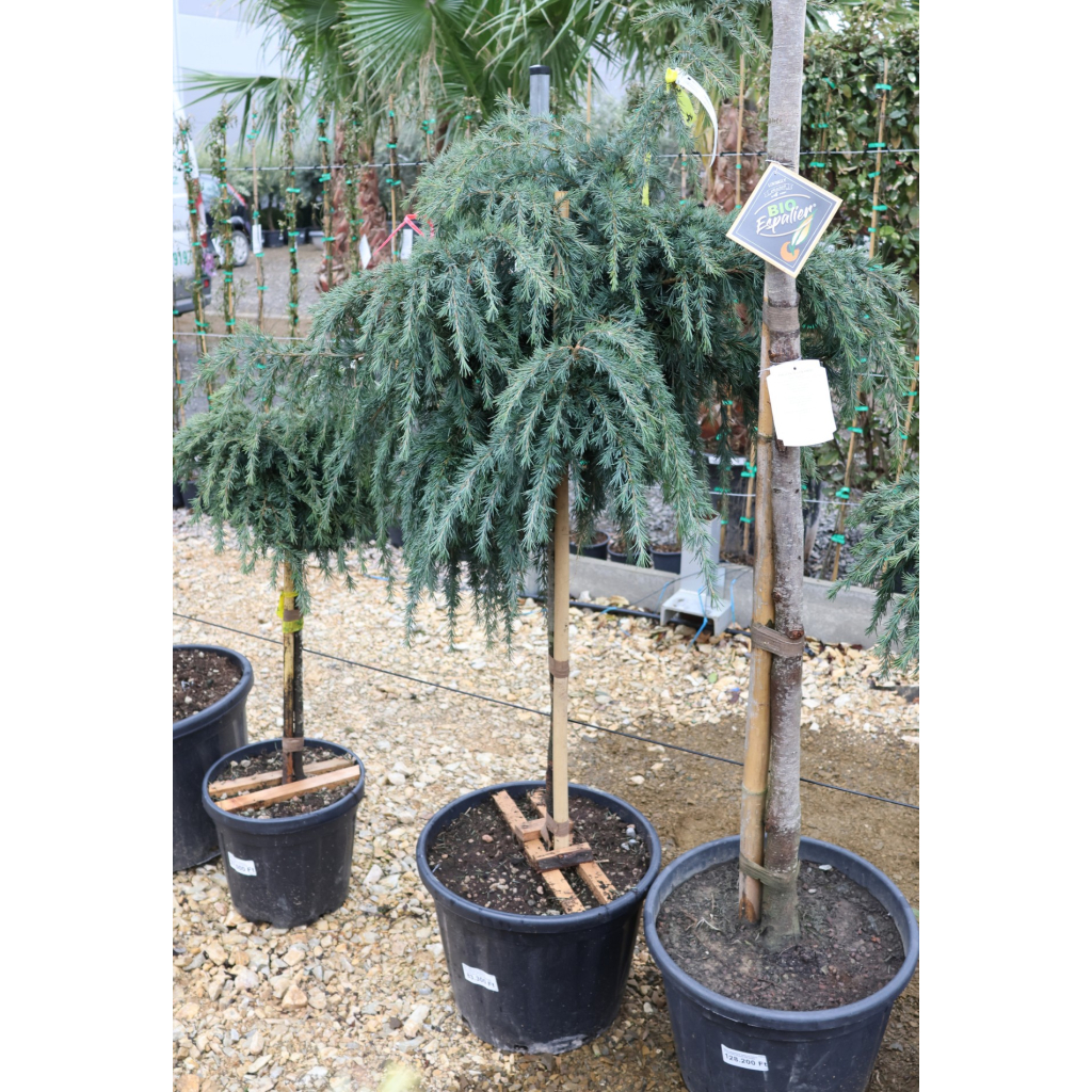 KÉK HIMALÁJAI CÉDRUS 40L-CEDRUS DEODARA FEELING BLUE 1/2 STANDARD