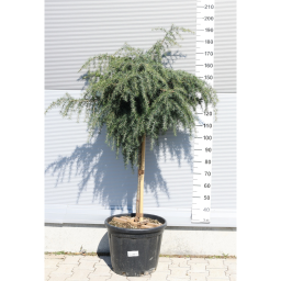 KÉK HIMALÁJAI CÉDRUS 40L-CEDRUS DEODARA FEELING BLUE 1/2 STANDARD