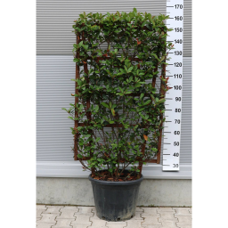 KORALLBERKENYE PANEL 120*70-PHOTINIA FRASERI ROBUSTA COMPACTA