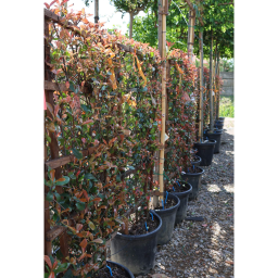 KORALLBERKENYE PANEL 120*70-PHOTINIA FRASERI ROBUSTA COMPACTA