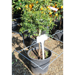 AUSZTRÁL KAVIÁR CITROM- CITRUS AUSTRALASICA MICROCITRUS 1/4 STANDARD