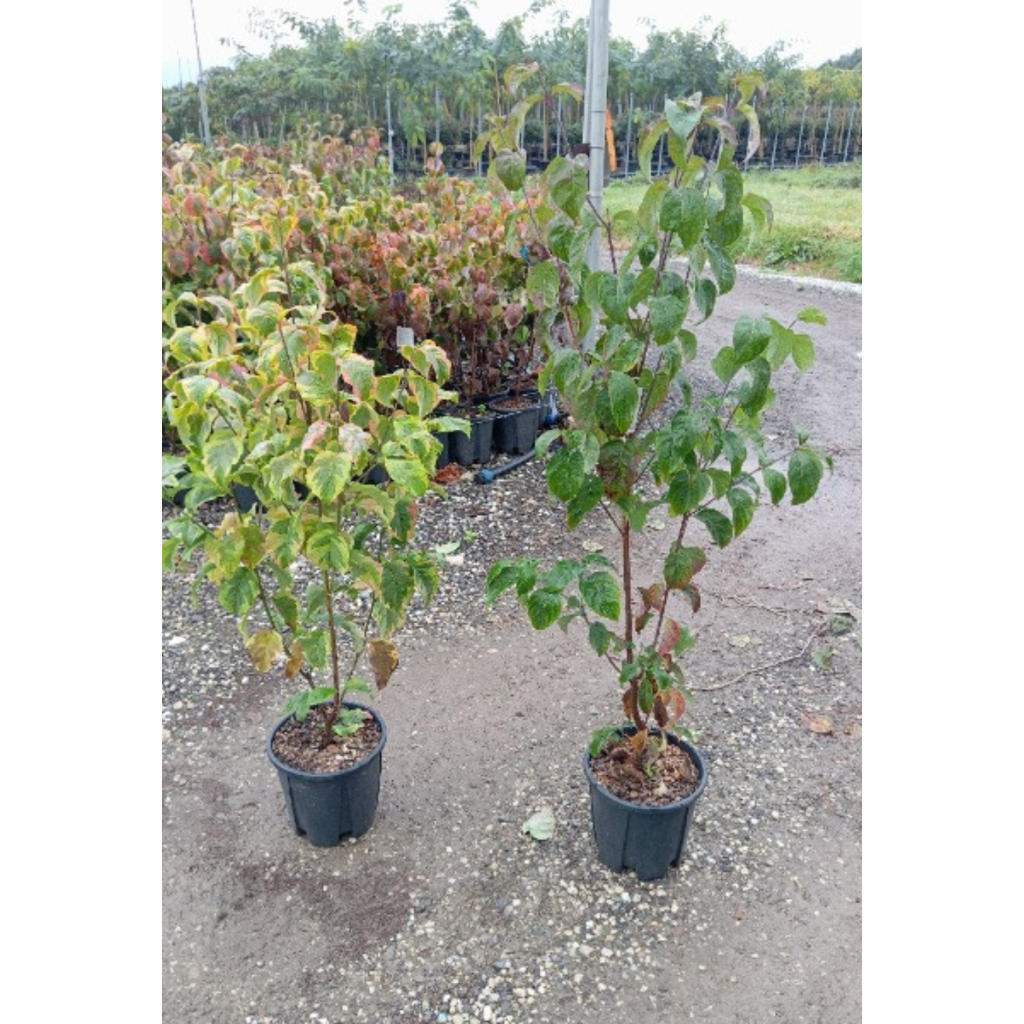 VIRÁGOS SOM- CORNUS FLORIDA IN VARIETA BUSH