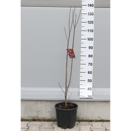 VIRÁGOS SOM- CORNUS FLORIDA IN VARIETA BUSH