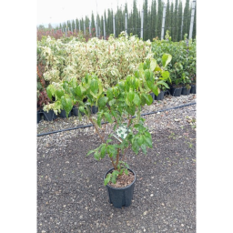 CSILLAGSOM-CORNUS KOUSA MILKY WAY BUSH