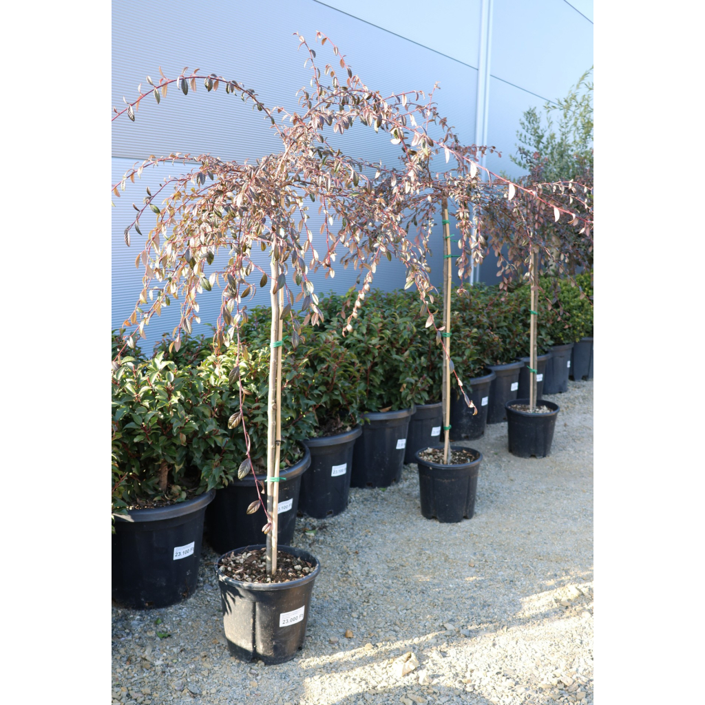 MADÁRBIRS-COTONEASTER SALICIFOLIUS REPENS 1/2 STANDARD