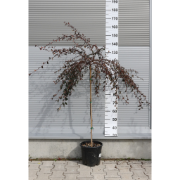 MADÁRBIRS-COTONEASTER SALICIFOLIUS REPENS 1/2 STANDARD